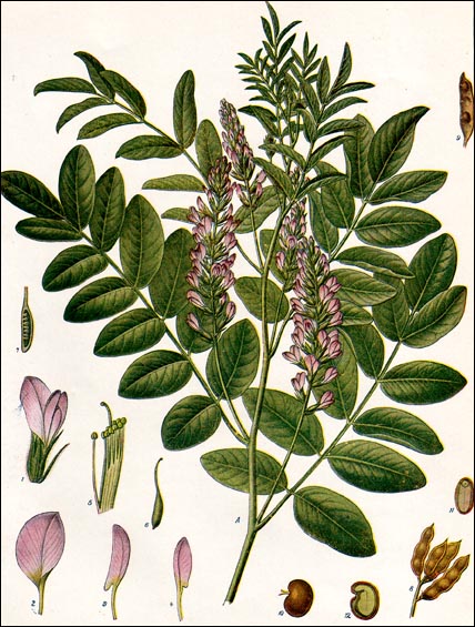 Licorice plant